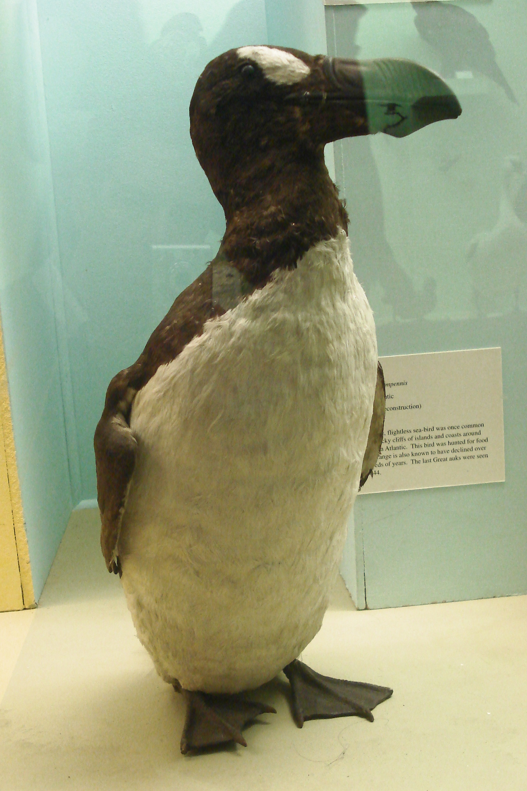 Différences entre manchots et pingouins