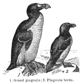 Grand pingouin